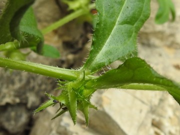 2024-05-04-Campione-Asperugo-procumbens-10a