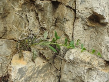 2024-05-04-Campione-Asperugo-procumbens-11