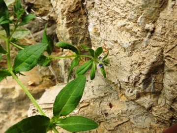 2024-05-04-Campione-Asperugo-procumbens-12