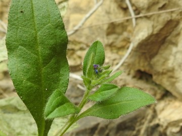 2024-05-04-Campione-Asperugo-procumbens-15