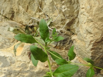 2024-05-04-Campione-Asperugo-procumbens-16