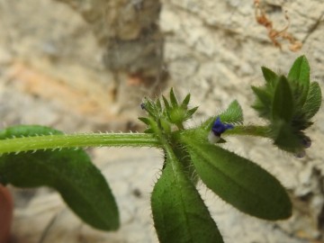 2024-05-04-Campione-Asperugo-procumbens-17