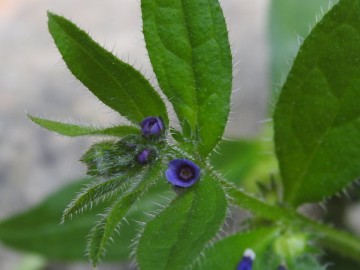 2024-05-04-Campione-Asperugo-procumbens-19a