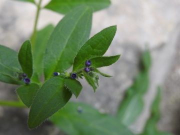 2024-05-04-Campione-Asperugo-procumbens-20