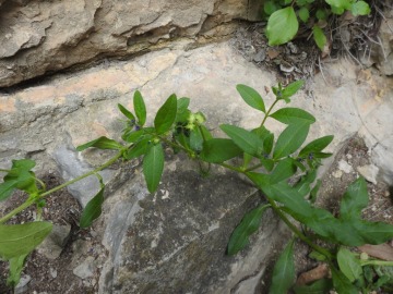 2024-05-04-Campione-Asperugo-procumbens-21