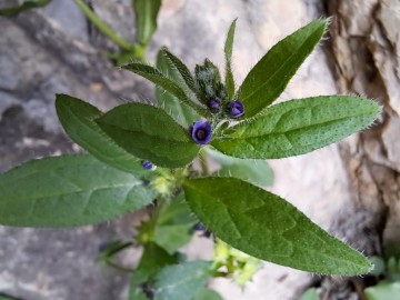 2024-05-04-Campione-Asperugo-procumbens-25