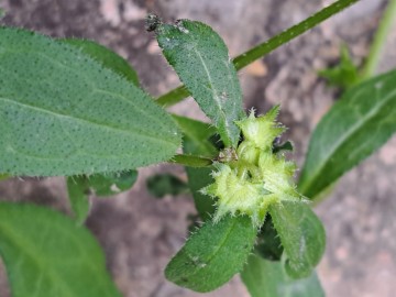 2024-05-04-Campione-Asperugo-procumbens-27