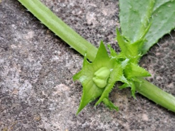 2024-05-04-Campione-Asperugo-procumbens-28