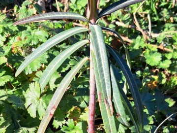 2025-02-02-Euphorbia-lathyris-Annunciata-100