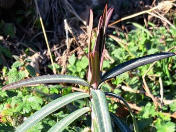 2025-02-02-Euphorbia-lathyris-Annunciata-101