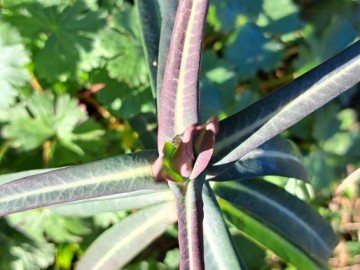 2025-02-02-Euphorbia-lathyris-Annunciata-102