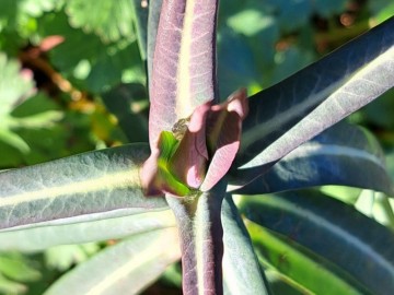 2025-02-02-Euphorbia-lathyris-Annunciata-103