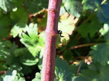 2025-02-02-Euphorbia-lathyris-Annunciata-104