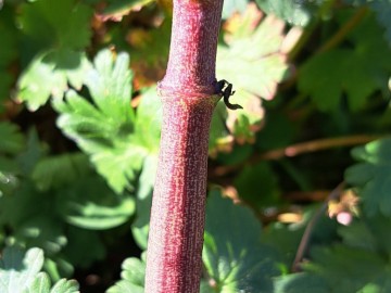 2025-02-02-Euphorbia-lathyris-Annunciata-105