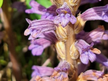 2024-05-24-Brescia-Phelipanche-purpurea-4b