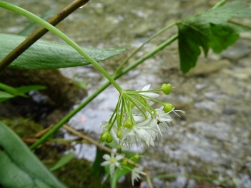 2016-05-13 parco Fratta Sabbio (17)