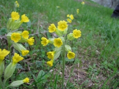 Primula veris