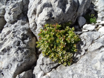 2016-08-03 Saxifraga facchinii Rosetta (10)