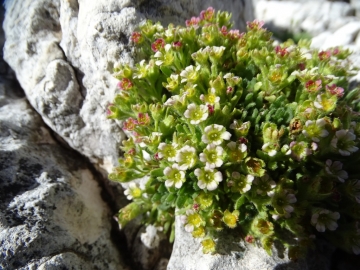 2016-08-03 Saxifraga facchinii Rosetta (12)