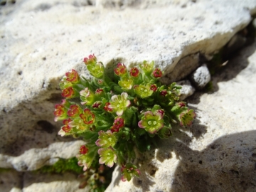 2016-08-03 Saxifraga facchinnii Fradusta ( (32)