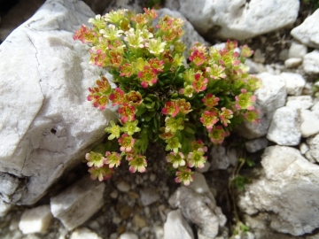 2016-08-03 Saxifraga facchinnii Fradusta ( (35)