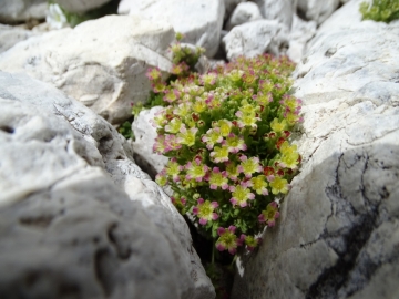 2016-08-03 Saxifraga facchinnii Fradusta ( (36)