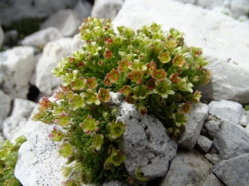 2016-08-03 Saxifraga facchinnii Fradusta ( (37)