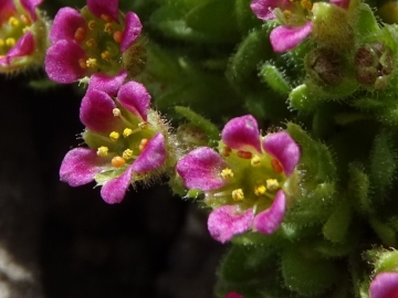 2016-08-03 Saxifraga facchinnii Fradusta ( (41) - Copia