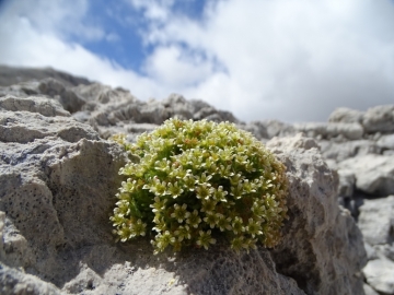 2016-08-03 Saxifraga facchinnii Fradusta ( (43)