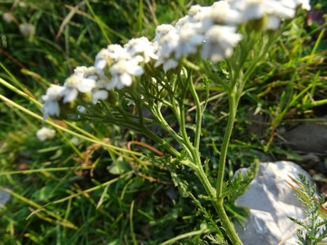 2015-07-09 cimone della bagozza fiori 004