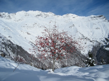 2009-05-12 Malga Cardetto 009