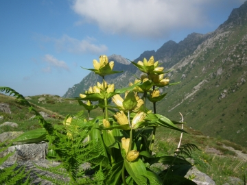 000 2011-07-06 passo monoccola 095 (2)