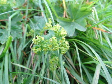 2024-06-16-Alchemilla-vulgaris-Camino-fiori-11