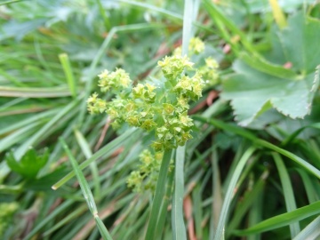 2024-06-16-Alchemilla-vulgaris-Camino-fiori-12