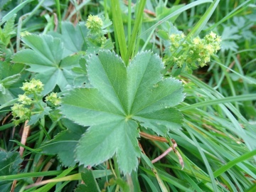 2024-06-16-Alchemilla-vulgaris-Camino-fiori-13