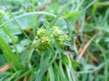 2024-06-16-Alchemilla-vulgaris-Camino-fiori-14