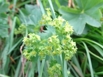 2024-06-16-Alchemilla-vulgaris-Camino-fiori-15