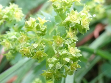 2024-06-16-Alchemilla-vulgaris-Camino-fiori-16