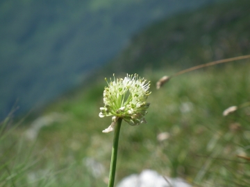 2011-07-03 vai piane 068