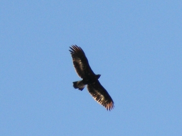 2008-03-22 pescarzo nistabol aquila (2)