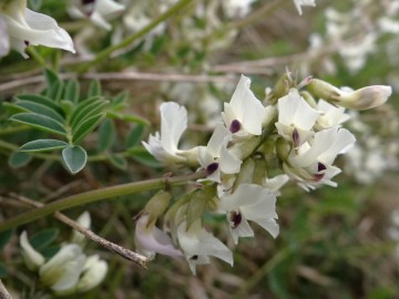2021-07-03-Serosine-Astragalus-australis-6