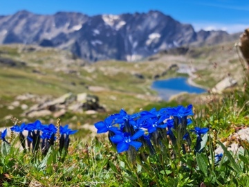 2024-08-17-Belvedere-Gavia-67a