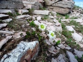 2017-06-02 sulle tre cime del Bondone (115)