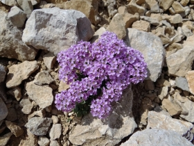 2017-06-02 sulle tre cime del Bondone (140)