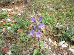 Campanula trachelium