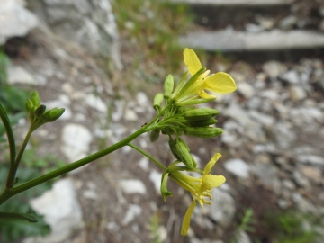 2024-05-04-Campione-Fiori-102-Erucastrum-nasturtiifolium-sbs.-benacense-7