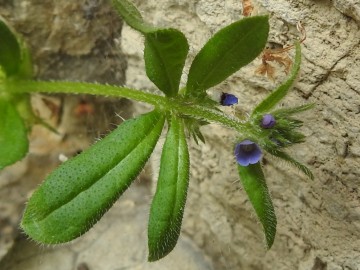 2024-05-04-Campione-Fiori-103-Asperugo-procumbens