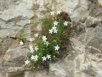 2024-05-04-Campione-Fiori-128-Moehringia-bavarica