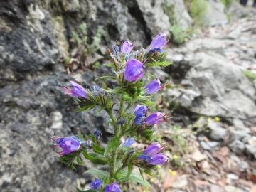 2024-05-04-Campione-Fiori-140-Echium-vulgaris