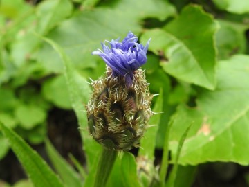 2024-05-04-Campione-Fiori-150-Centaurea-triumfettii